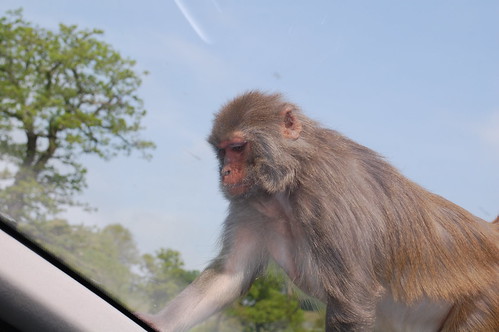 He's climbing on the roof!