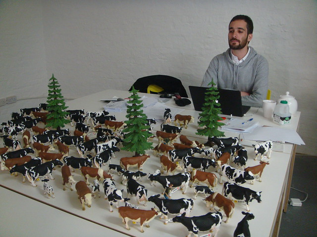 one man and his cows