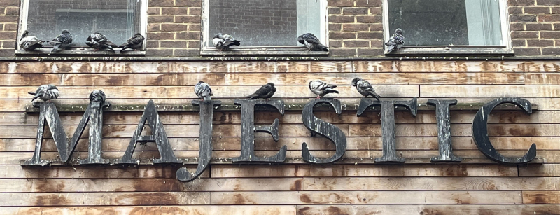 Majesticpigeons Majesticpigeons